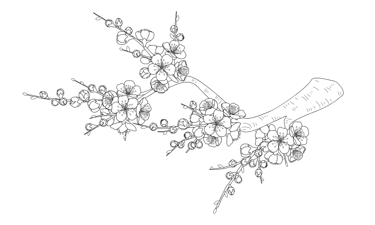 Kumpulan Sketsa Gambar Bunga Sakura Terbagus dan Terlengkap 3 Sketsa Gambar Bunga Sakura