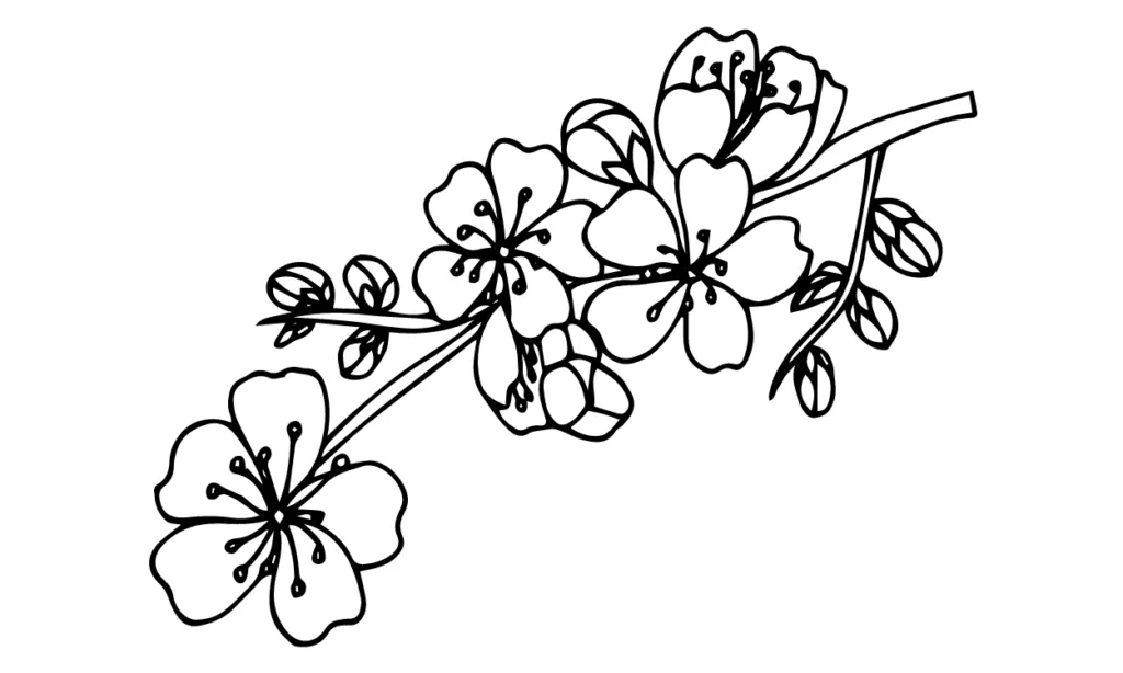 Kumpulan Sketsa Gambar Bunga Sakura Terbagus dan Terlengkap 2 Sketsa Gambar Bunga Sakura