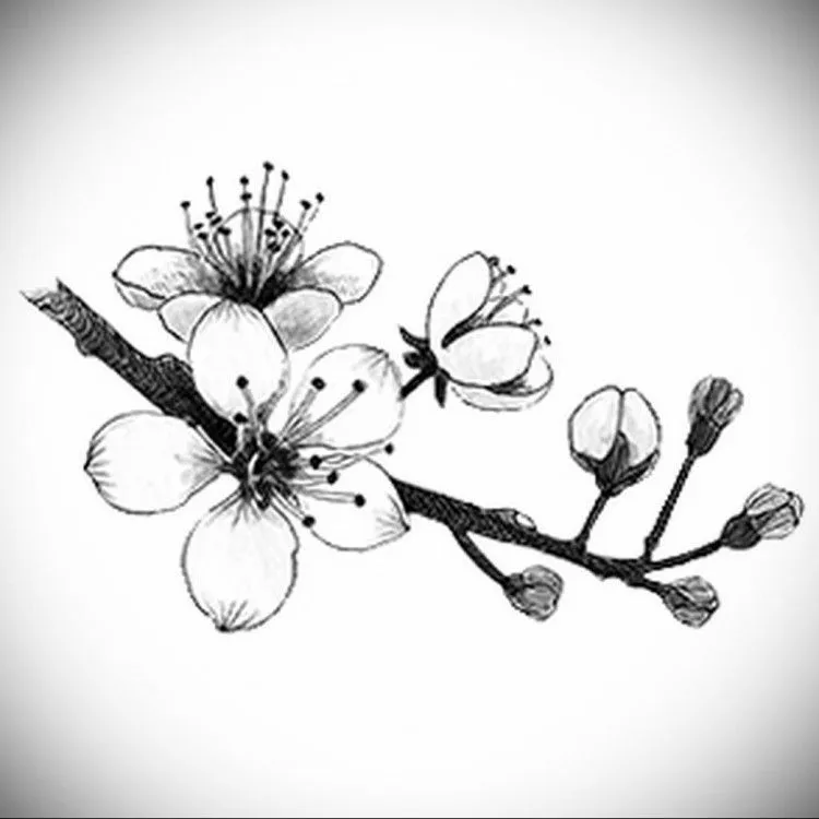 Kumpulan Sketsa Gambar Bunga Sakura Terbagus dan Terlengkap 18 Sketsa Gambar Bunga Sakura