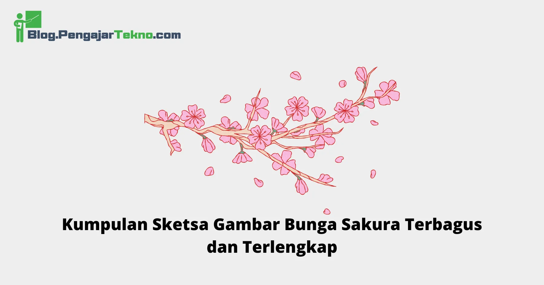 Sketsa Gambar Bunga Sakura