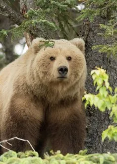 Kumpulan Gambar Beruang Lucu Terbagus dan Terlengkap 11 Gambar Beruang Lucu