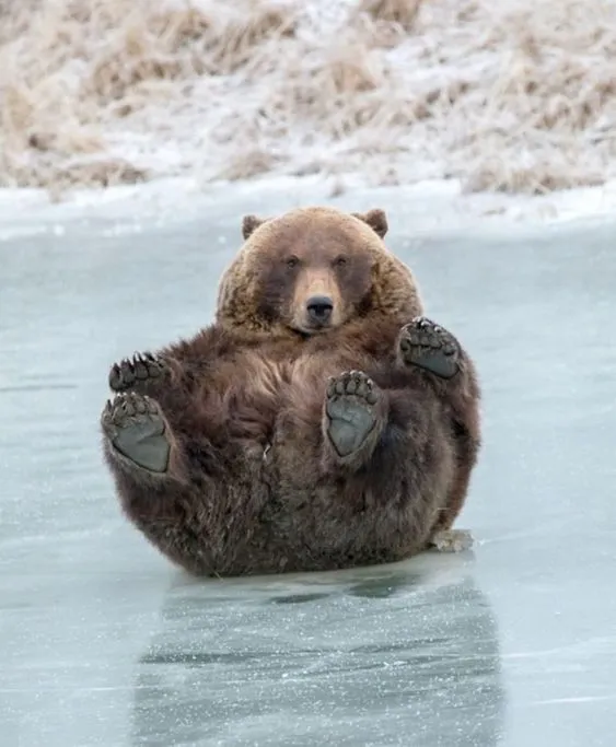 Kumpulan Gambar Beruang Lucu Terbagus dan Terlengkap 13 Gambar Beruang Lucu