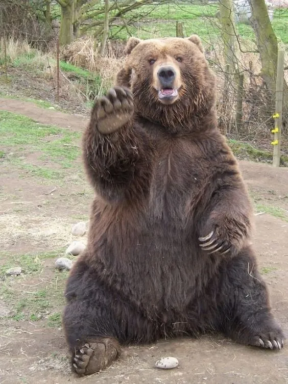 Kumpulan Gambar Beruang Lucu Terbagus dan Terlengkap 14 Gambar Beruang Lucu