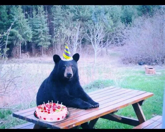 Kumpulan Gambar Beruang Lucu Terbagus dan Terlengkap 16 Gambar Beruang Lucu