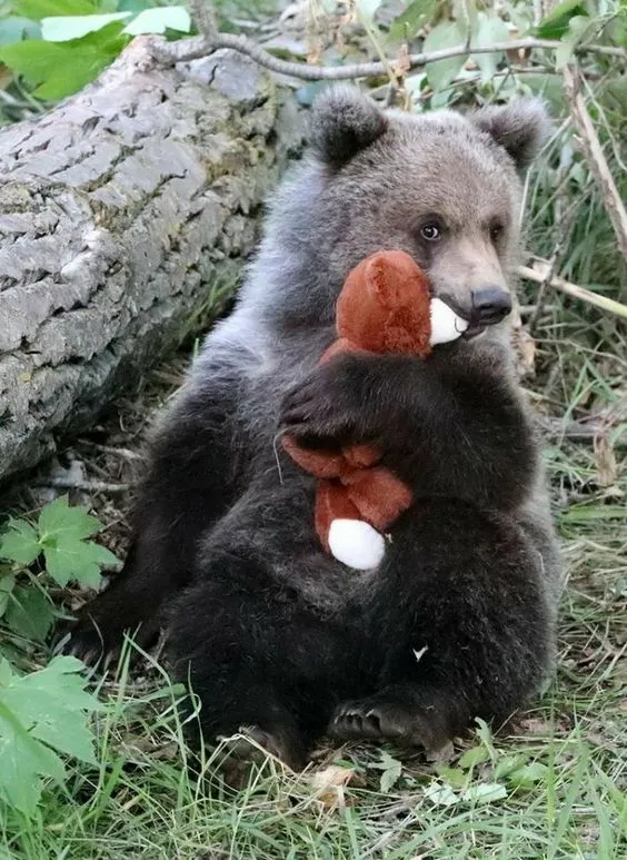 Kumpulan Gambar Beruang Lucu Terbagus dan Terlengkap 17 Gambar Beruang Lucu
