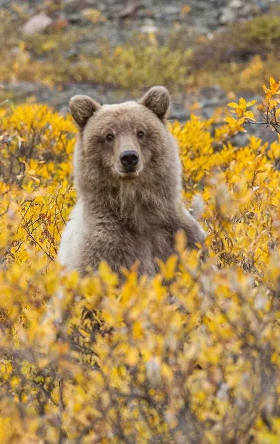 Kumpulan Gambar Beruang Lucu Terbagus dan Terlengkap 18 Gambar Beruang Lucu
