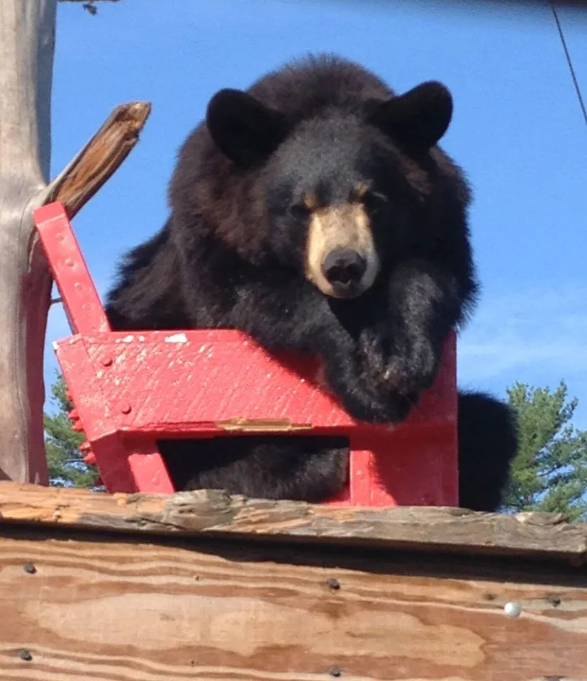 Kumpulan Gambar Beruang Lucu Terbagus dan Terlengkap 20 Gambar Beruang Lucu