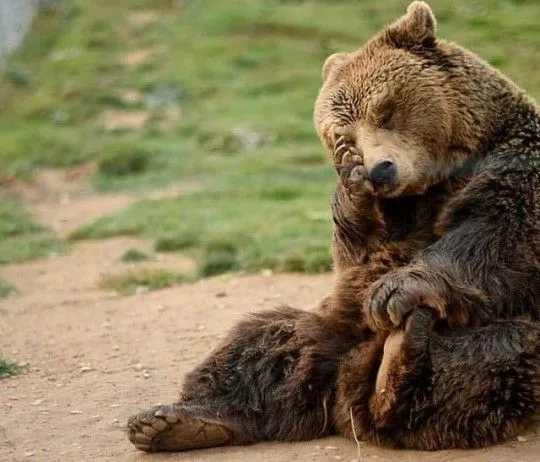 Kumpulan Gambar Beruang Lucu Terbagus dan Terlengkap 24 Gambar Beruang Lucu