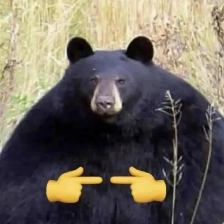 Kumpulan Gambar Beruang Lucu Terbagus dan Terlengkap 25 Gambar Beruang Lucu