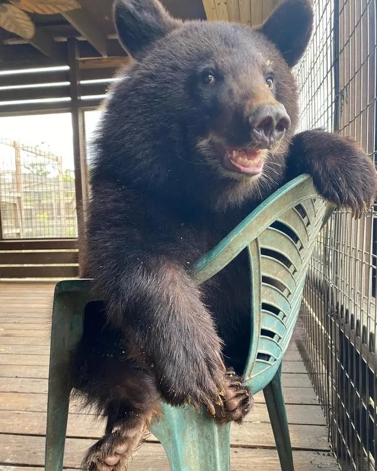 Kumpulan Gambar Beruang Lucu Terbagus dan Terlengkap 28 Gambar Beruang Lucu