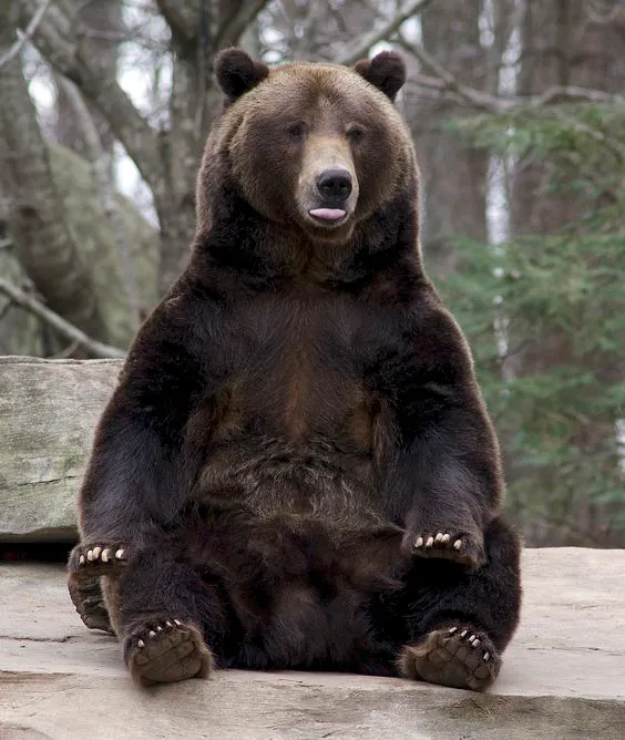 Kumpulan Gambar Beruang Lucu Terbagus dan Terlengkap 29 Gambar Beruang Lucu