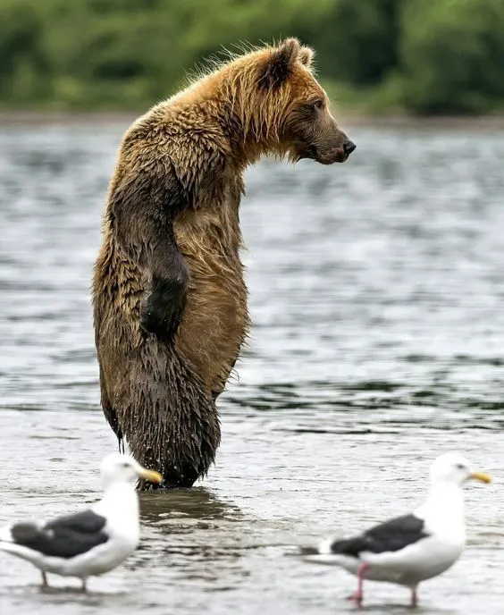 Kumpulan Gambar Beruang Lucu Terbagus dan Terlengkap 30 Gambar Beruang Lucu