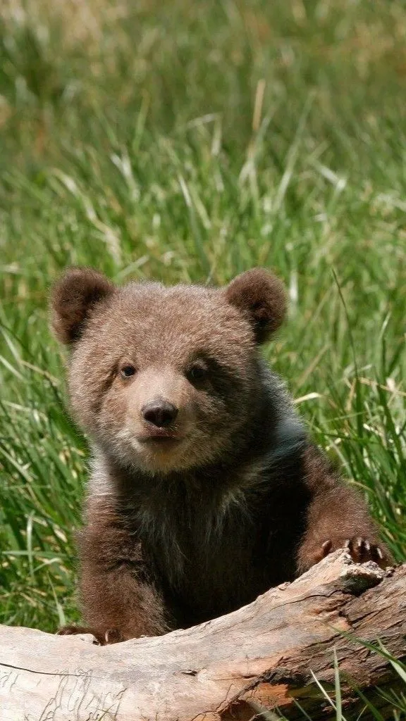 Kumpulan Gambar Beruang Lucu Terbagus dan Terlengkap 4 Gambar Beruang Lucu