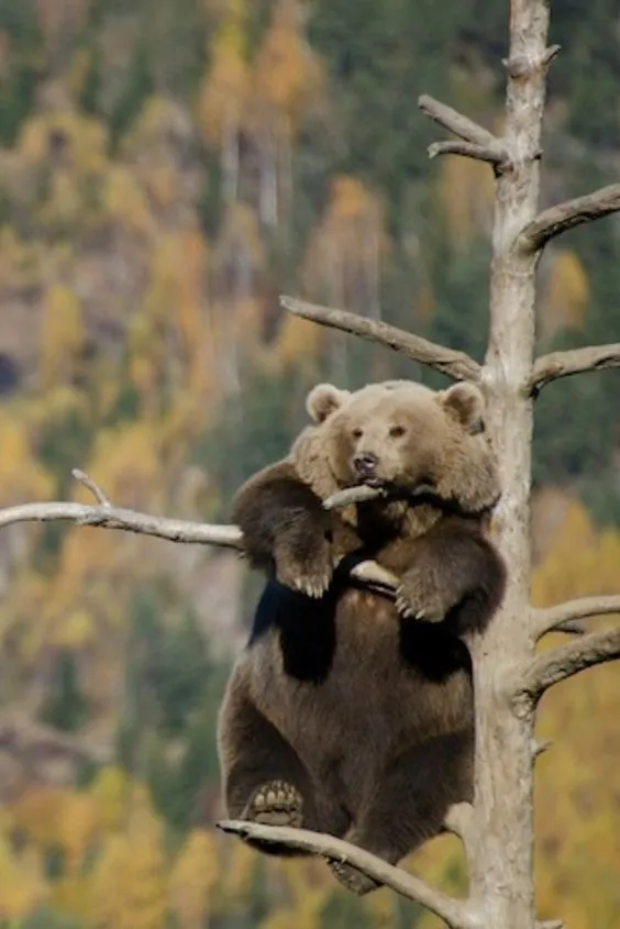 Kumpulan Gambar Beruang Lucu Terbagus dan Terlengkap 6 Gambar Beruang Lucu