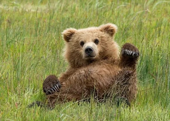 Kumpulan Gambar Beruang Lucu Terbagus dan Terlengkap 9 Gambar Beruang Lucu