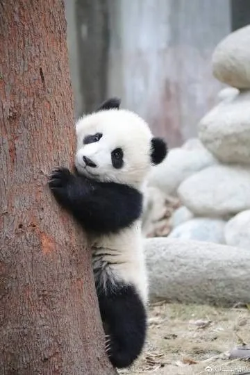 Kumpulan Gambar Panda Lucu Terbagus dan Terlengkap 11 Gambar Panda Lucu