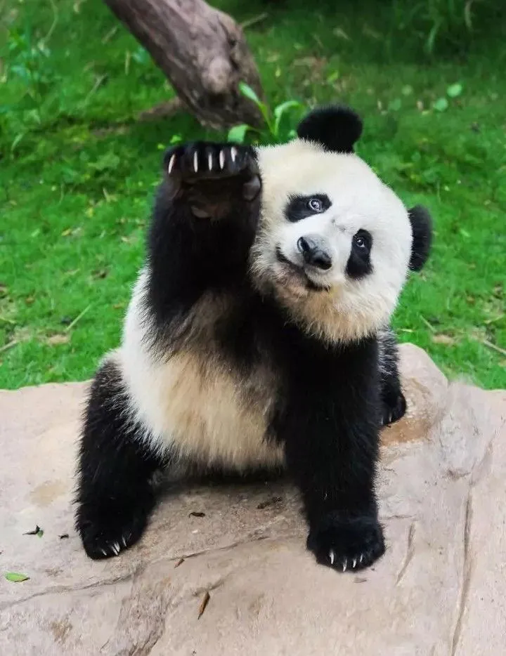 Kumpulan Gambar Panda Lucu Terbagus dan Terlengkap 14 Gambar Panda Lucu