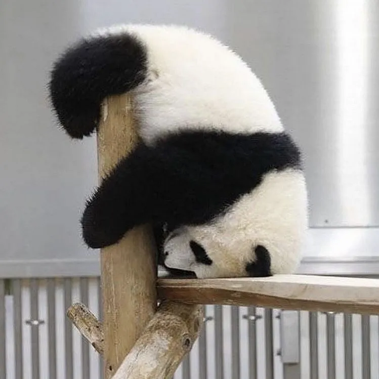 Kumpulan Gambar Panda Lucu Terbagus dan Terlengkap 31 Gambar Panda Lucu