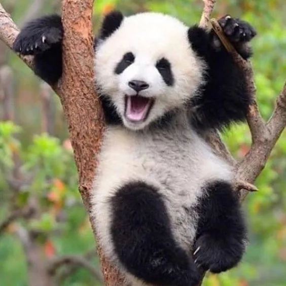 Kumpulan Gambar Panda Lucu Terbagus dan Terlengkap 5 Gambar Panda Lucu