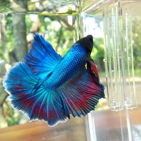 Kumpulan Foto Ikan Cupang Cantik Terbagus dan Terlengkap 33 Foto Ikan Cupang