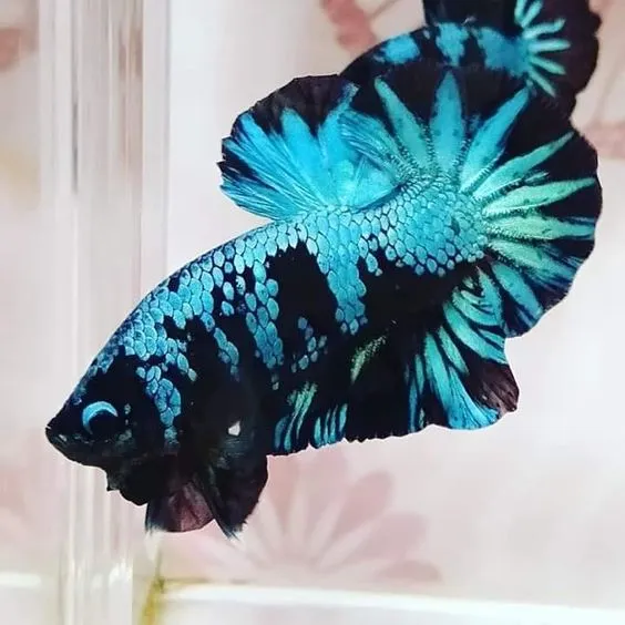 Kumpulan Foto Ikan Cupang Cantik Terbagus dan Terlengkap 20 Foto Ikan Cupang