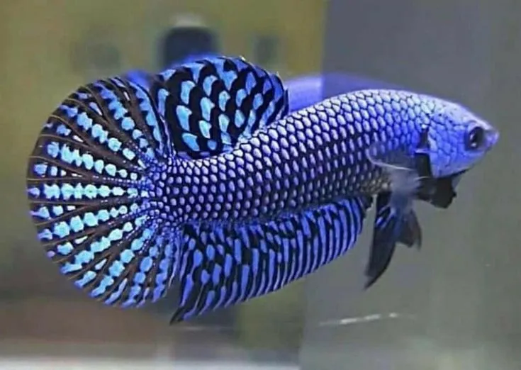 Kumpulan Foto Ikan Cupang Cantik Terbagus dan Terlengkap 19 Foto Ikan Cupang