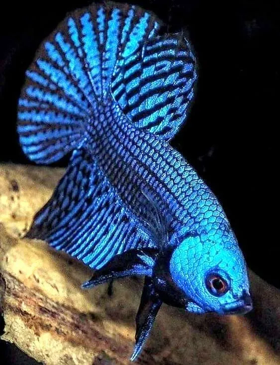 Kumpulan Foto Ikan Cupang Cantik Terbagus dan Terlengkap 18 Foto Ikan Cupang