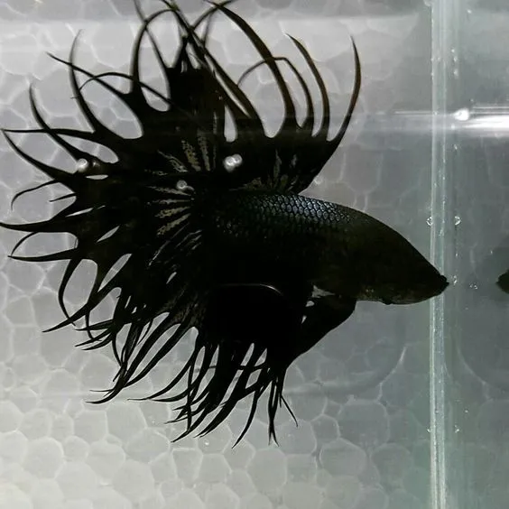 Kumpulan Foto Ikan Cupang Cantik Terbagus dan Terlengkap 16 Foto Ikan Cupang