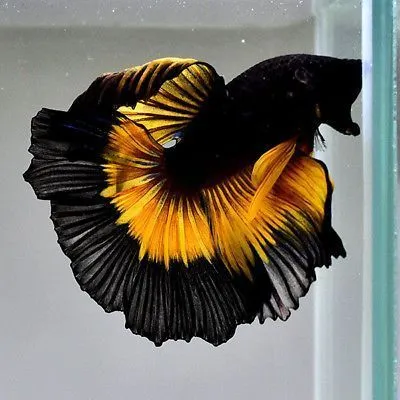 Kumpulan Foto Ikan Cupang Cantik Terbagus dan Terlengkap 15 Foto Ikan Cupang