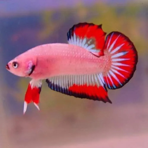 Kumpulan Foto Ikan Cupang Cantik Terbagus dan Terlengkap 32 Foto Ikan Cupang