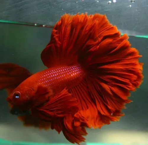 Kumpulan Foto Ikan Cupang Cantik Terbagus dan Terlengkap 13 Foto Ikan Cupang