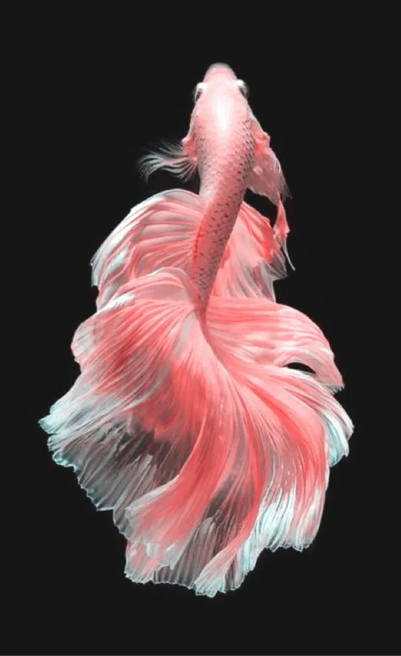 Kumpulan Foto Ikan Cupang Cantik Terbagus dan Terlengkap 11 Foto Ikan Cupang