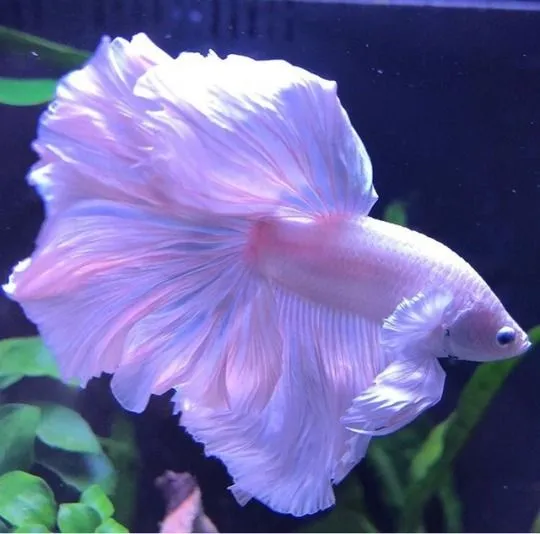 Kumpulan Foto Ikan Cupang Cantik Terbagus dan Terlengkap 8 Foto Ikan Cupang