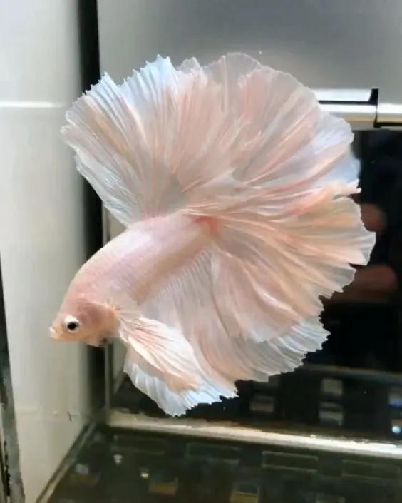 Kumpulan Foto Ikan Cupang Cantik Terbagus dan Terlengkap 5 Foto Ikan Cupang