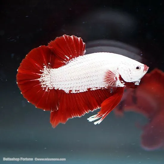 Kumpulan Foto Ikan Cupang Cantik Terbagus dan Terlengkap 31 Foto Ikan Cupang