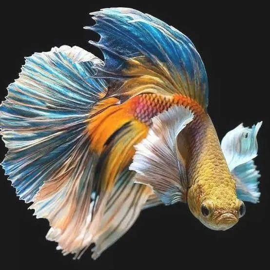 Kumpulan Foto Ikan Cupang Cantik Terbagus dan Terlengkap 2 Foto Ikan Cupang