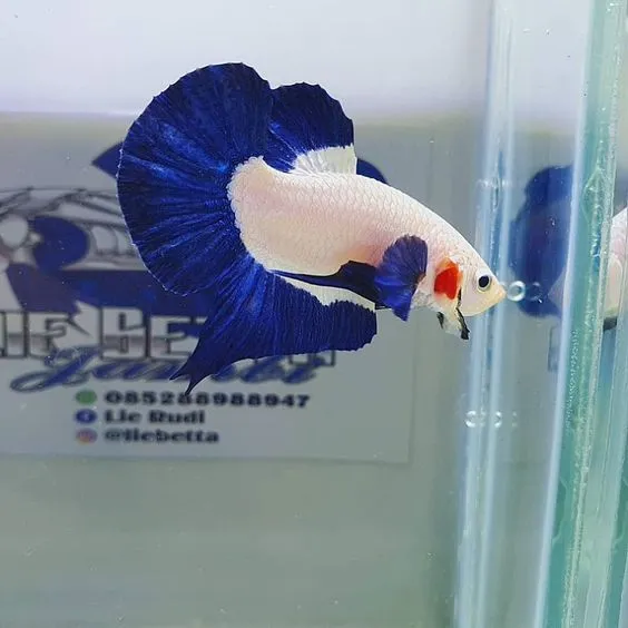 Kumpulan Foto Ikan Cupang Cantik Terbagus dan Terlengkap 30 Foto Ikan Cupang