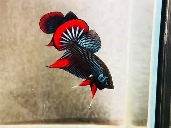 Kumpulan Foto Ikan Cupang Cantik Terbagus dan Terlengkap 28 Foto Ikan Cupang