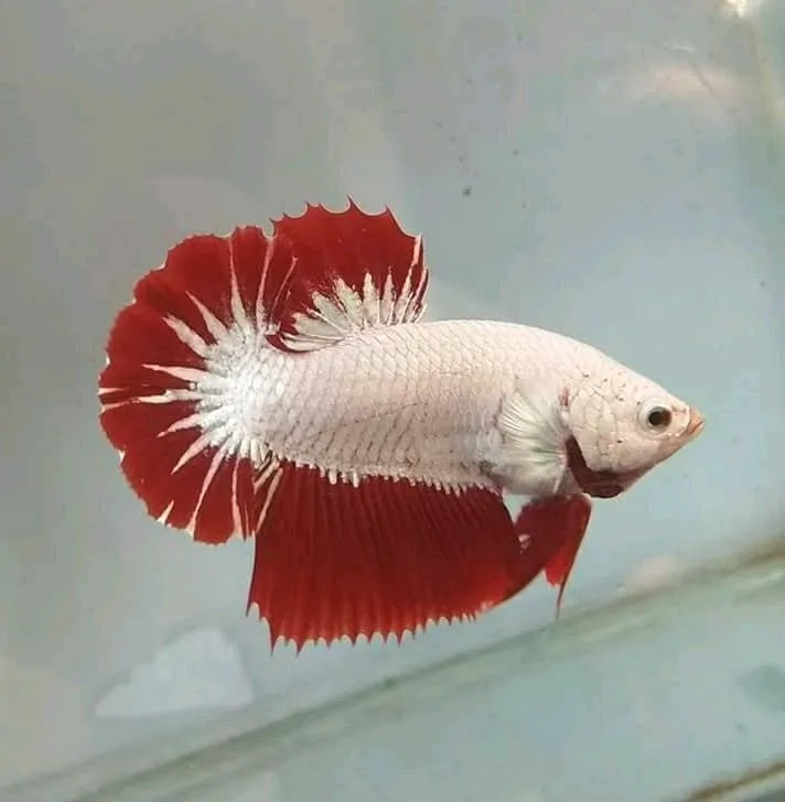 Kumpulan Foto Ikan Cupang Cantik Terbagus dan Terlengkap 26 Foto Ikan Cupang