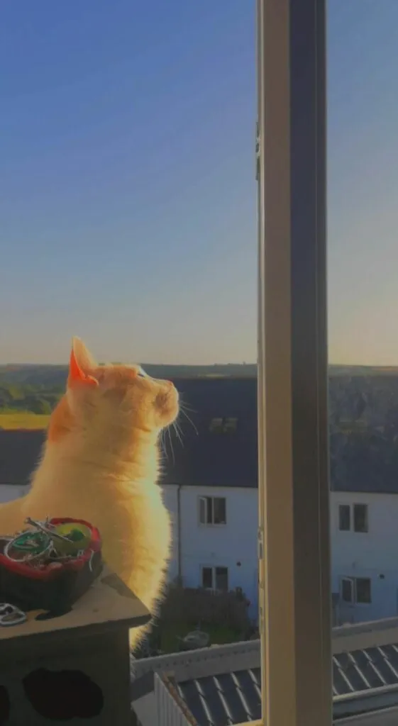 Foto Kucing Aesthetic