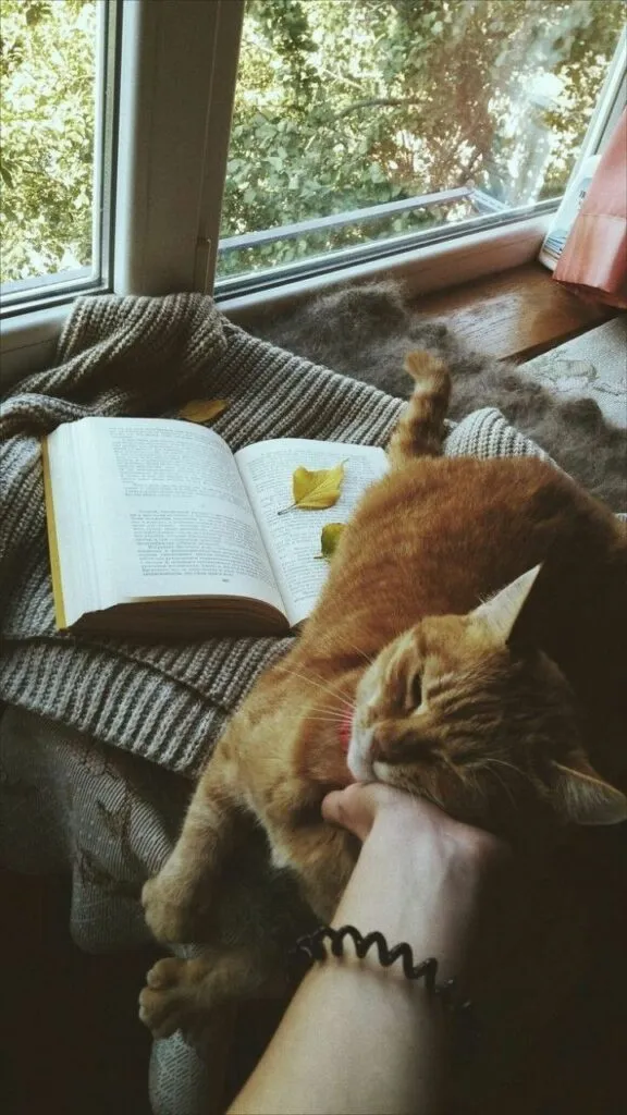 Foto Kucing Aesthetic