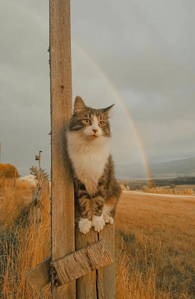 Foto Kucing Aesthetic