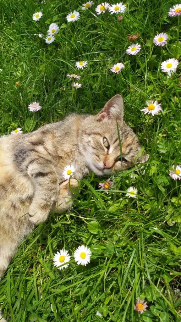 Foto Kucing Aesthetic