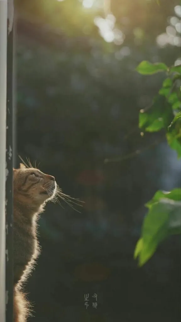 Foto Kucing Aesthetic