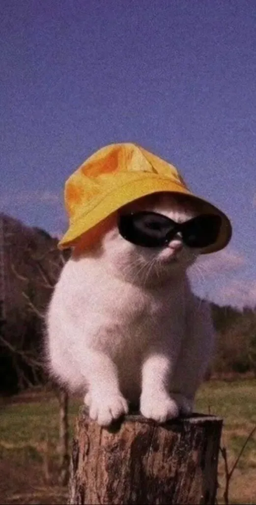 Foto Kucing Aesthetic