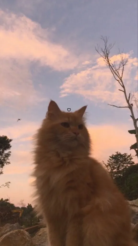 Foto Kucing Aesthetic