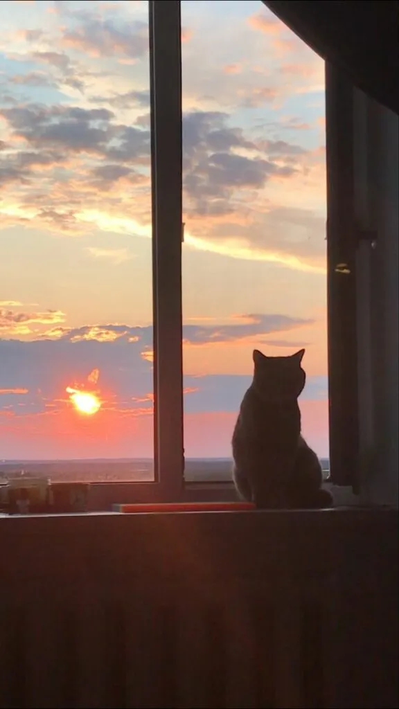 Foto Kucing Aesthetic