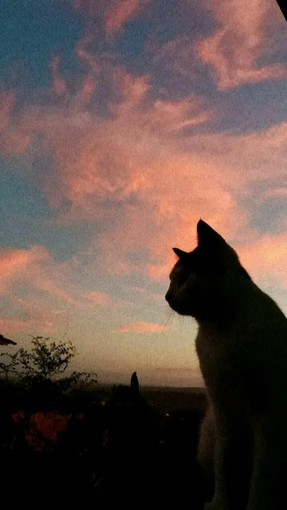 Foto Kucing Aesthetic