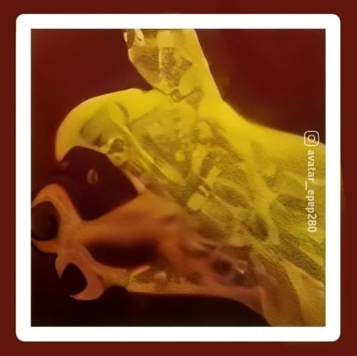 Kumpulan Foto Profil FF Old Terbagus dan Terlengkap 19 Foto Profil FF Old