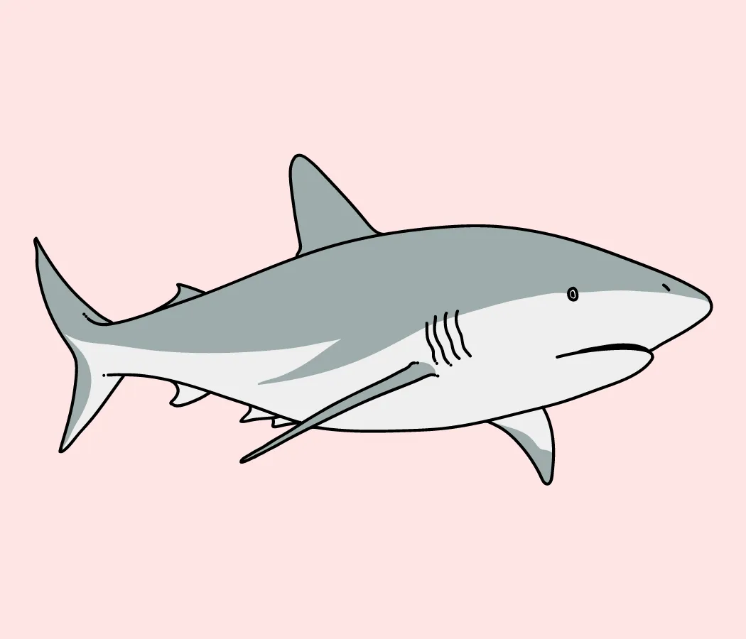 Kumpulan Gambar Ikan Hiu Terbagus dan Terlengkap 22 Gambar Ikan Hiu